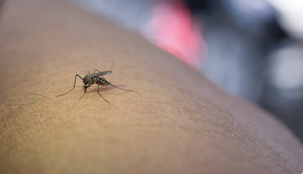 Vacinação contra febre amarela e dengue