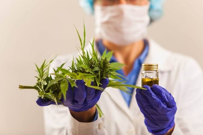Cannabis medicinal ganha espaço no Brasil